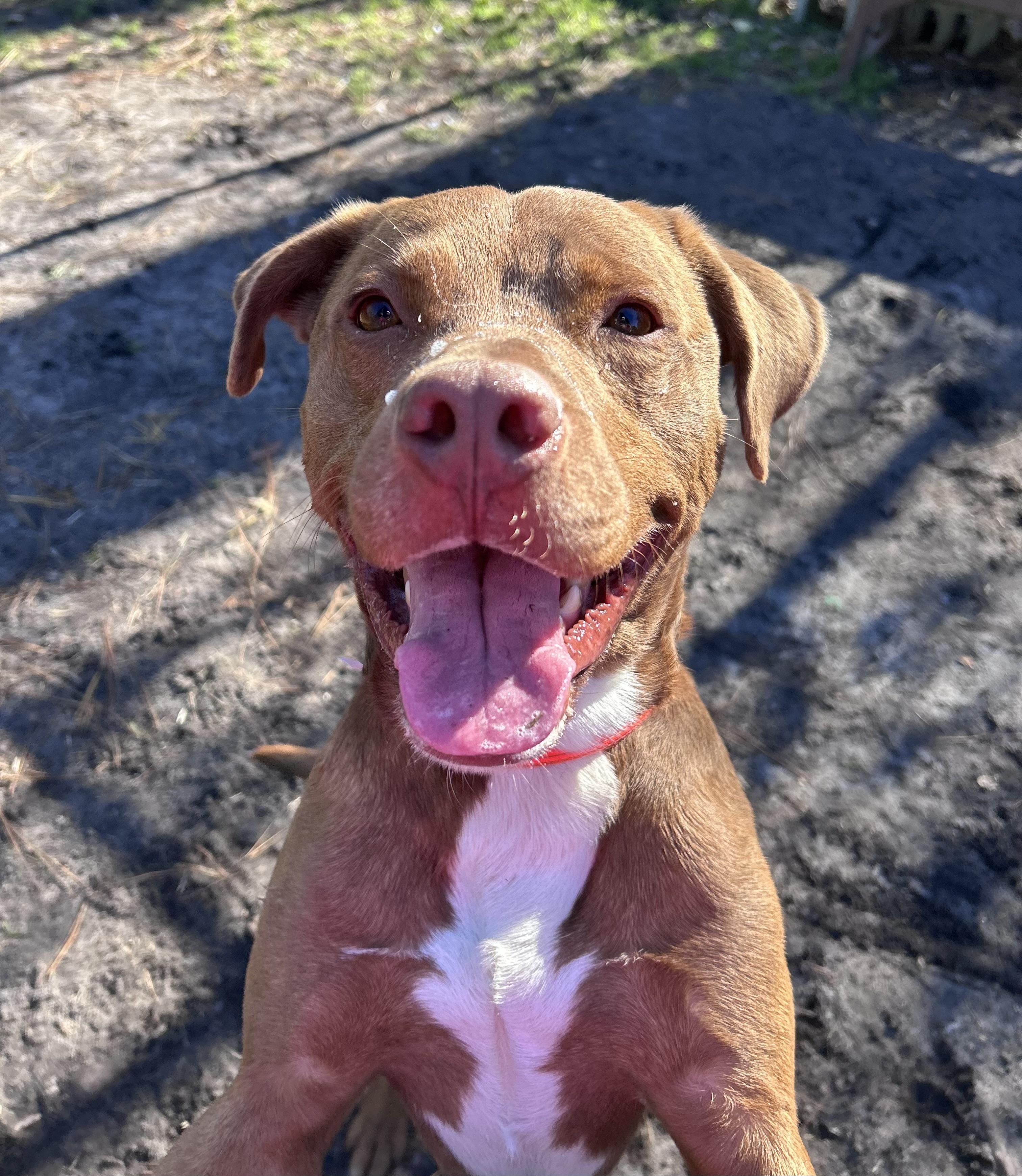 Brick, Adult Male Pit Bull Terrier