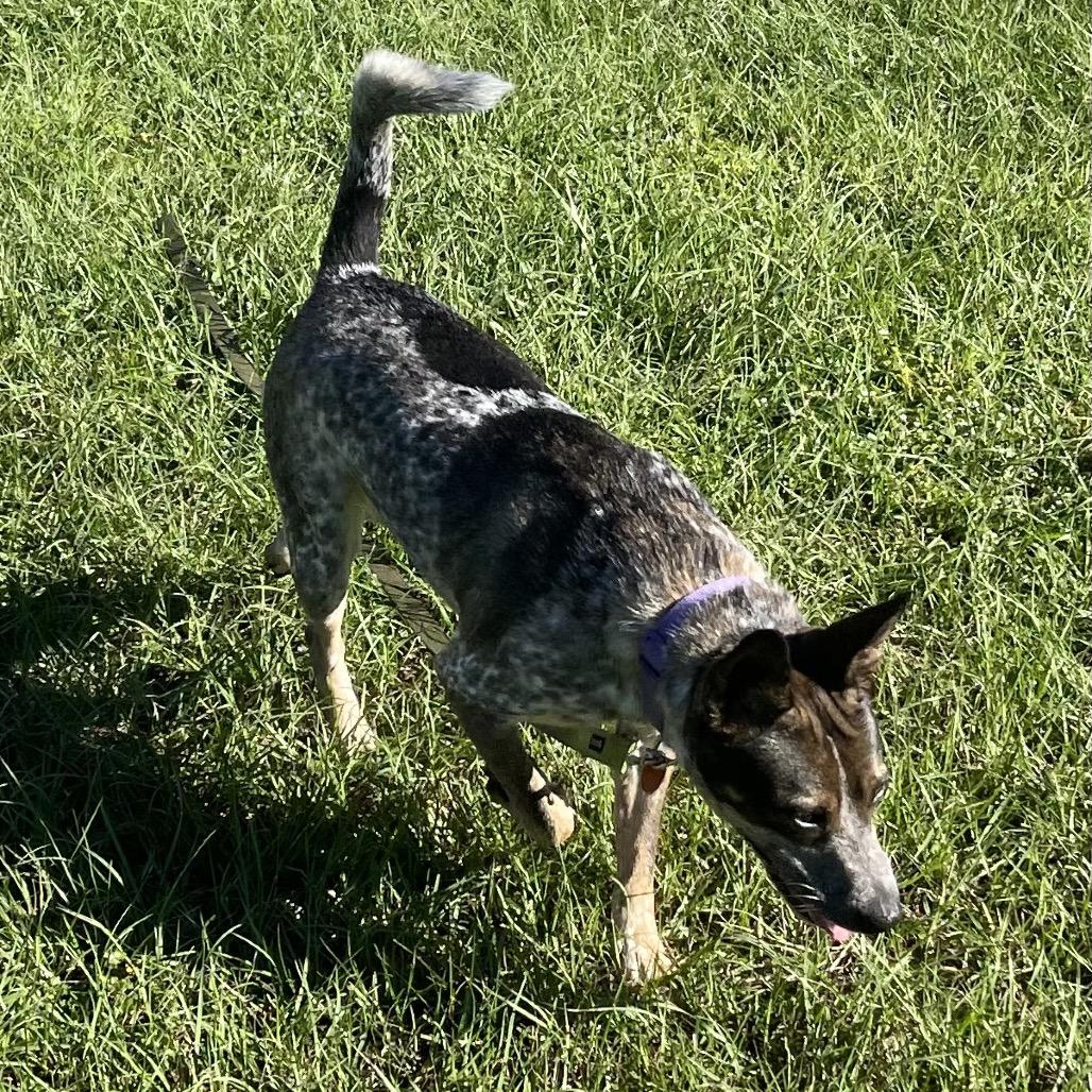 Patches 30001, Adoptable, Adult Female Australian Cattle Dog / Blue Heeler & Domestic Short Hair.