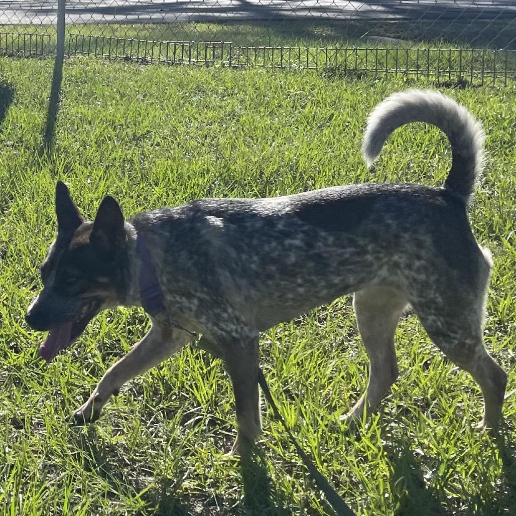 Enlarge Patches 30001, a Adoptable mixed breed in Middleburg, FL image 2/6