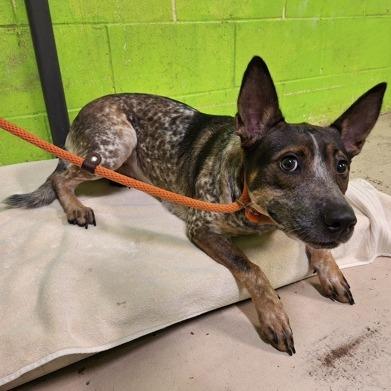 Enlarge Patches 30001, a Adoptable mixed breed in Middleburg, FL image 4/6