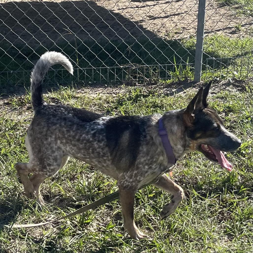 Enlarge Patches 30001, a Adoptable mixed breed in Middleburg, FL image 5/6