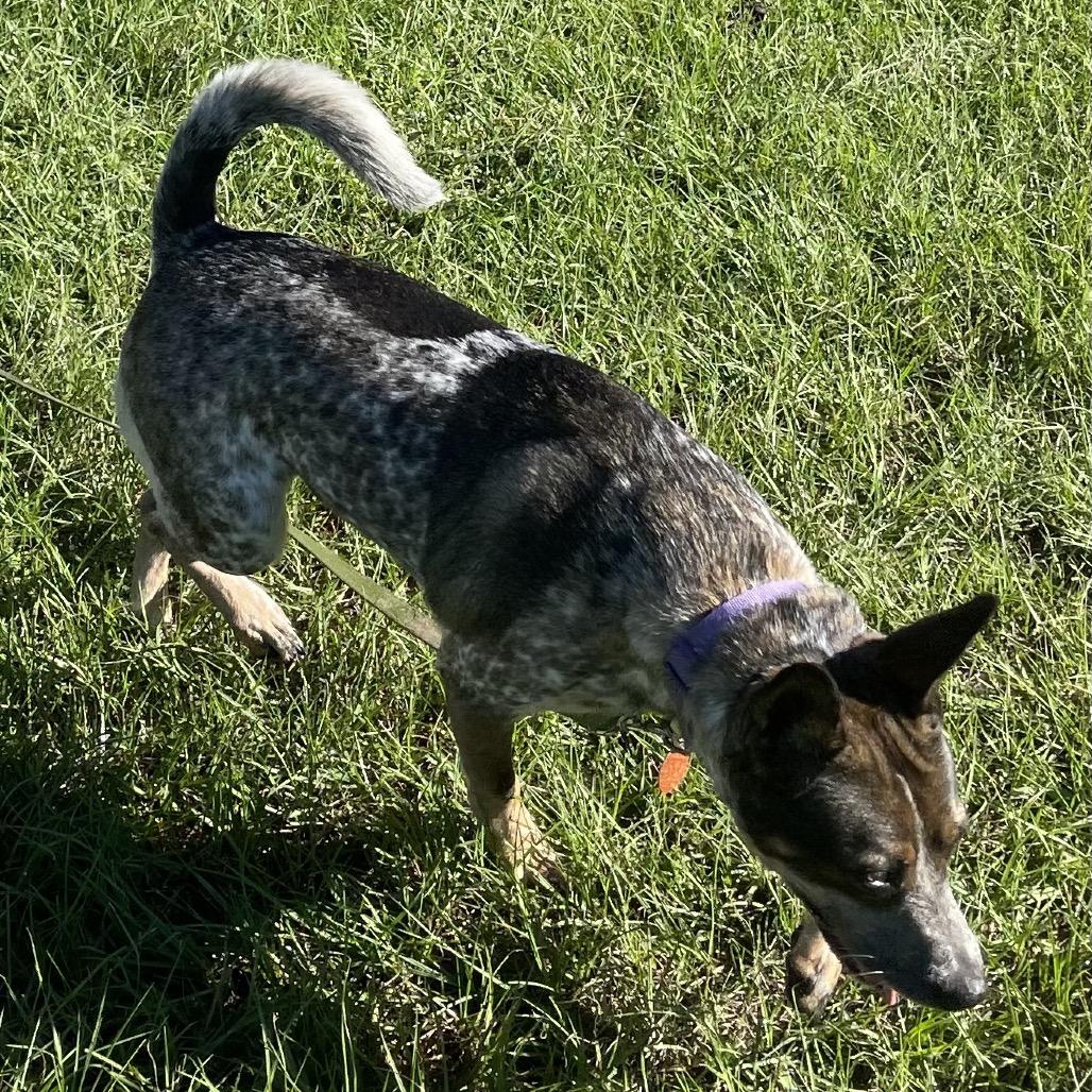 Enlarge Patches 30001, a Adoptable mixed breed in Middleburg, FL image 6/6