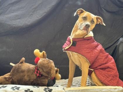 Fiona, Adoptable, Adult Female Mixed Breed & Mixed Breed.