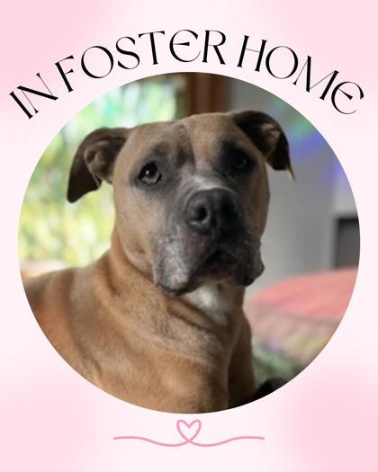 Fiona, Adoptable, Adult Female Mixed Breed & Mixed Breed.