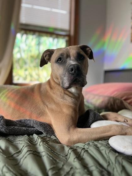 Enlarge Fiona, a Adoptable Mixed Breed in Columbus, IN image 2/3