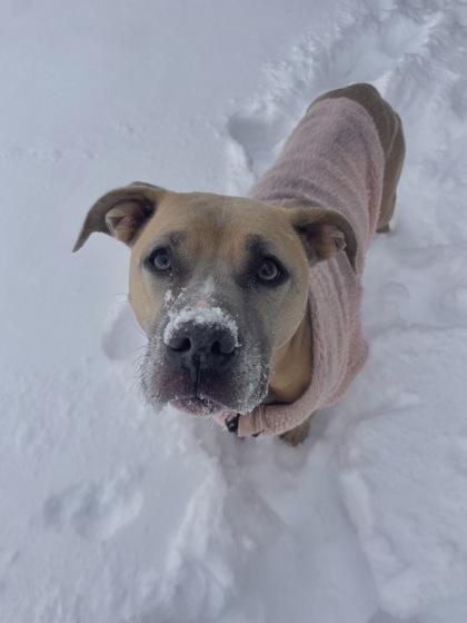 Fiona, a Adoptable Mixed Breed in Columbus, IN image 1/3