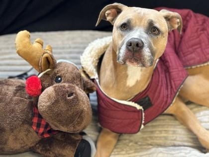 Fiona, a Adoptable Mixed Breed in Columbus, IN image 1/3