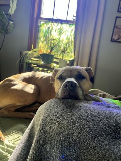 Fiona, a Adoptable Mixed Breed in Columbus, IN image 2/3