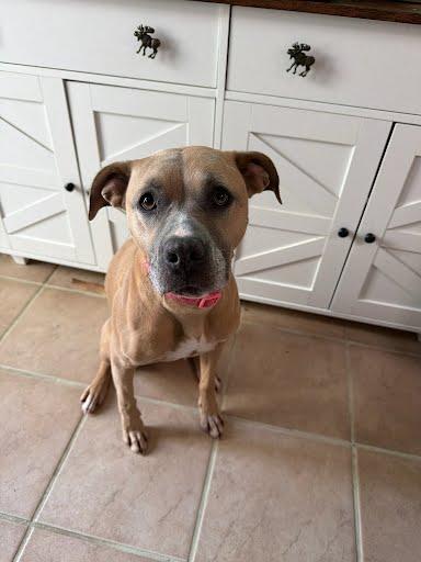 Enlarge Fiona, a Adoptable Mixed Breed in Columbus, IN image 3/3