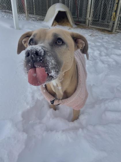 Enlarge Fiona, a Adoptable Mixed Breed in Columbus, IN image 3/3