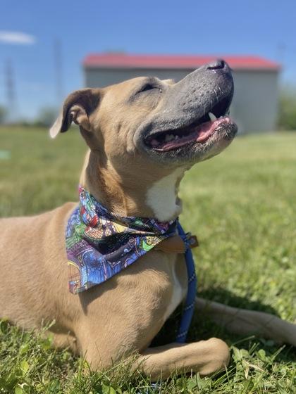 Fiona, a Adoptable Mixed Breed in Columbus, IN image 3/3