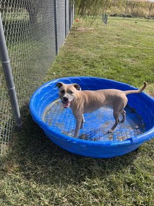 Enlarge Fiona, a Adoptable Mixed Breed in Columbus, IN image 3/3