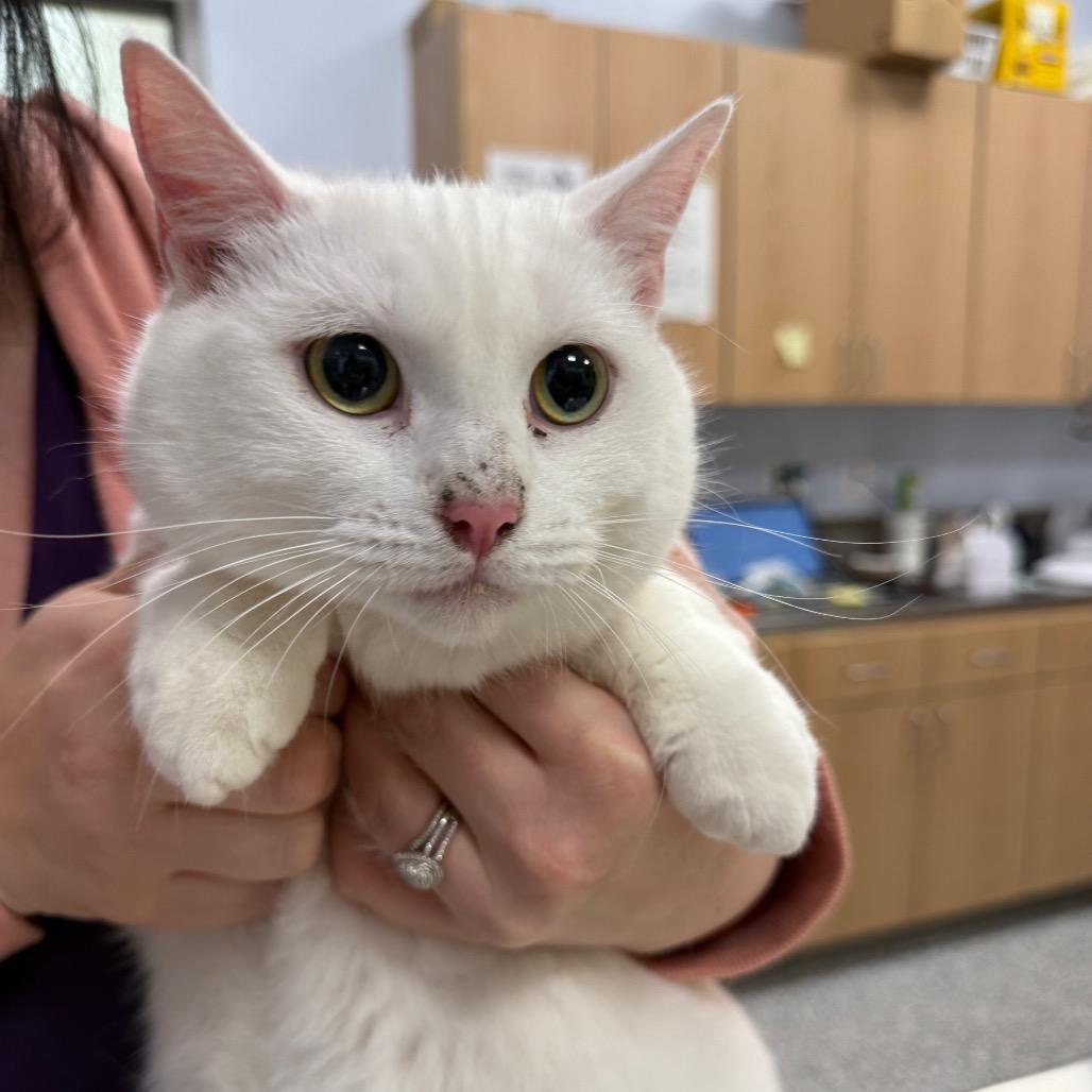 Luna, Adoptable, Young Female Domestic Short Hair & Domestic Short Hair.