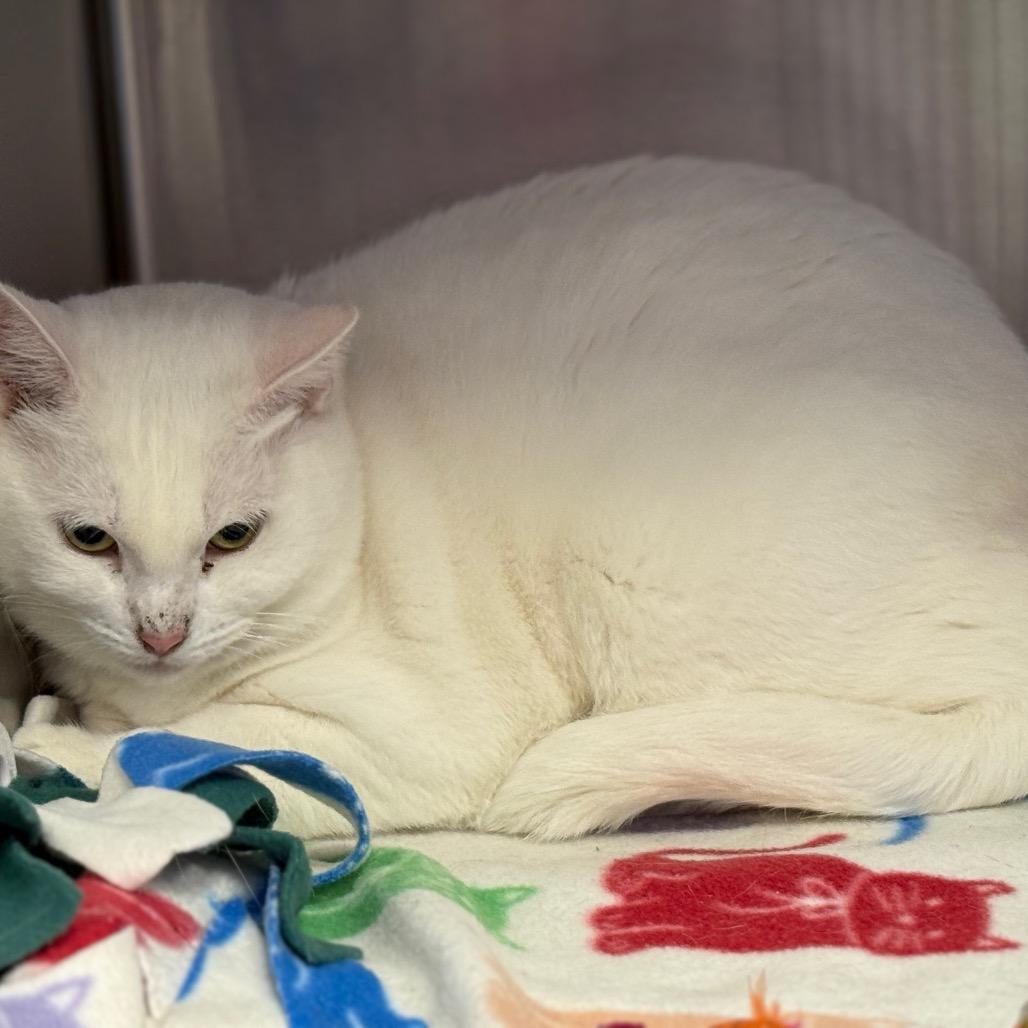 Enlarge Luna, a Adoptable mixed breed in Phoenix, AZ image 2/6