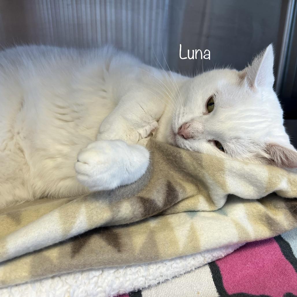 Enlarge Luna, a Adoptable mixed breed in Phoenix, AZ image 4/6