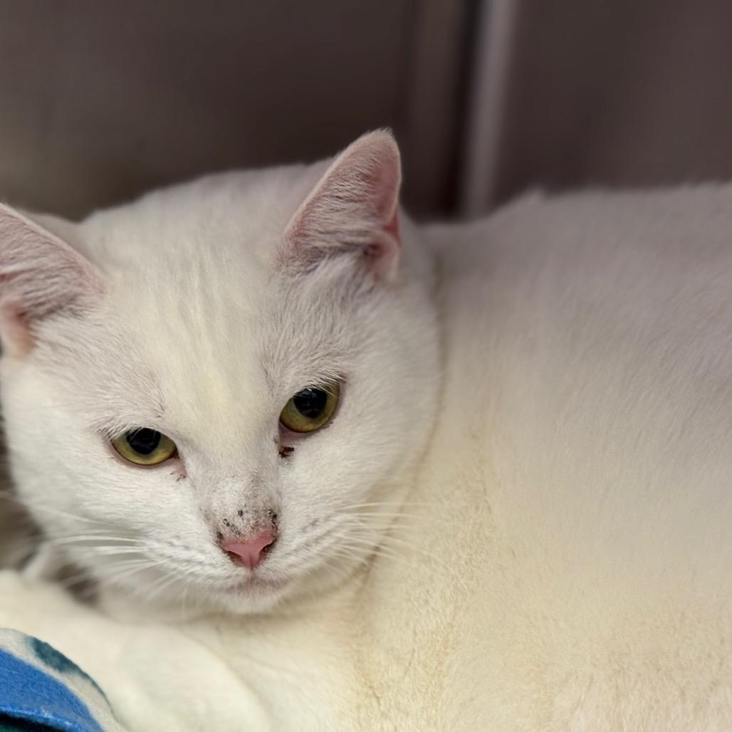 Enlarge Luna, a Adoptable mixed breed in Phoenix, AZ image 5/6