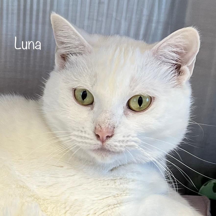 Enlarge Luna, a Adoptable mixed breed in Phoenix, AZ image 6/6