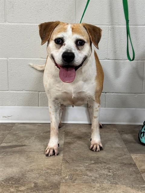 YOLI, Adoptable, Adult Female Pointer & Afghan Hound.