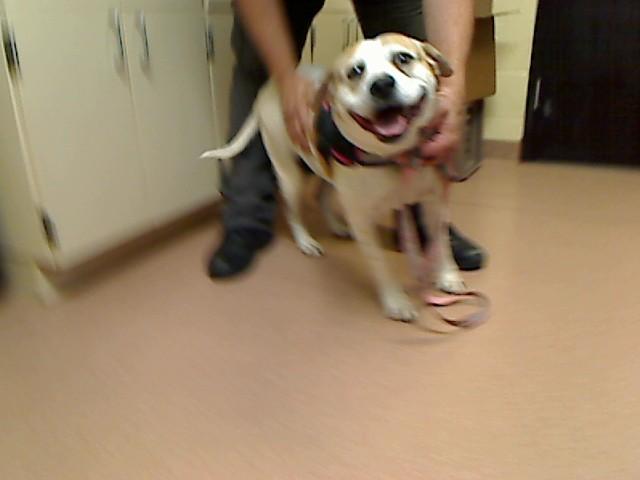 Enlarge YOLI, a Adoptable mixed breed in Cookeville, TN image 1/1
