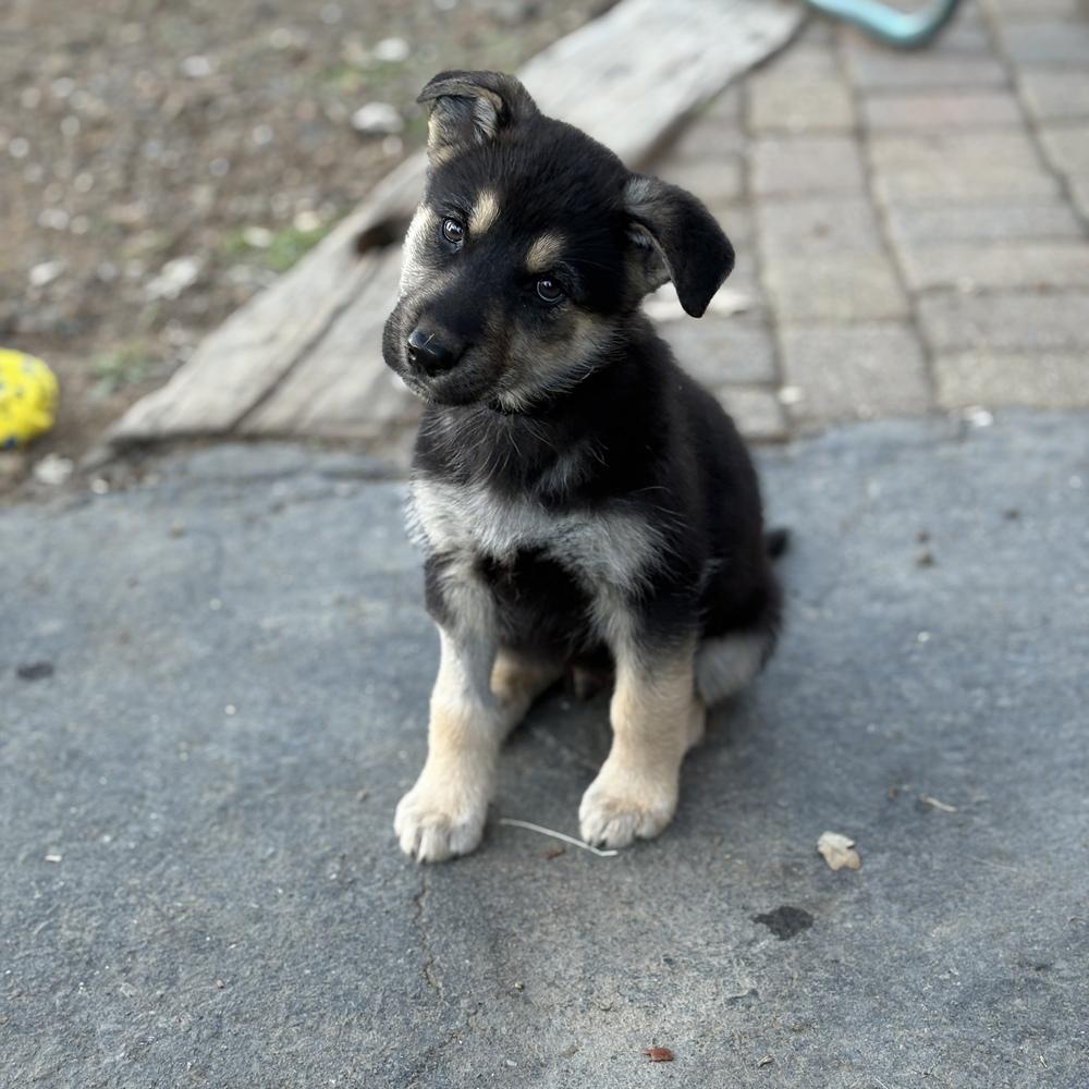 Whatchamacallit, Adopted, Puppy Male German Shepherd Dog.