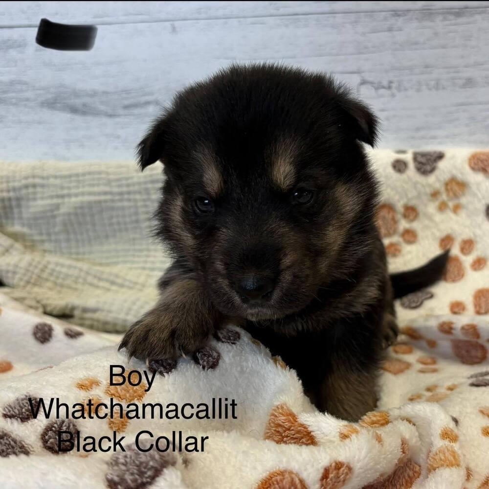 Whatchamacallit, a Adopted mixed breed in Pleasant Hill, CA image 2/3