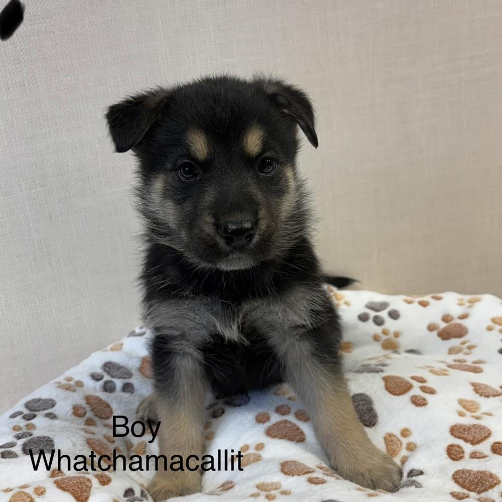 Whatchamacallit, a Adopted mixed breed in Pleasant Hill, CA image 3/3