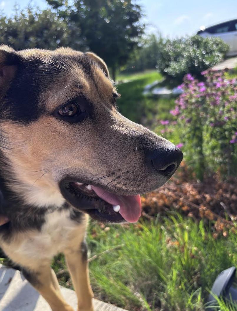 Enlarge Peewakee, an adopted mixed breed in Pflugerville, TX image 4/5