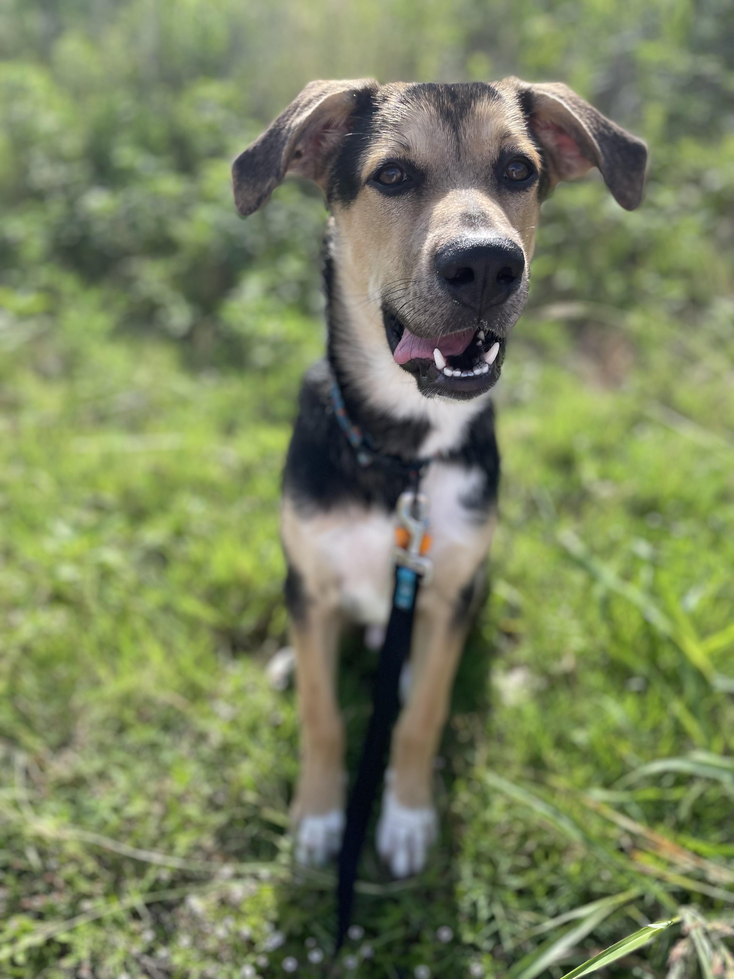 Enlarge Peewakee, an adopted mixed breed in Pflugerville, TX image 5/5