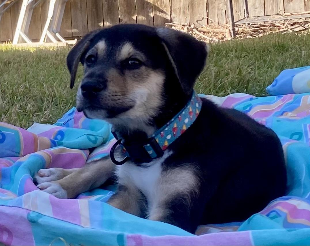Enlarge Peewakee, an adopted mixed breed in Pflugerville, TX image 2/5