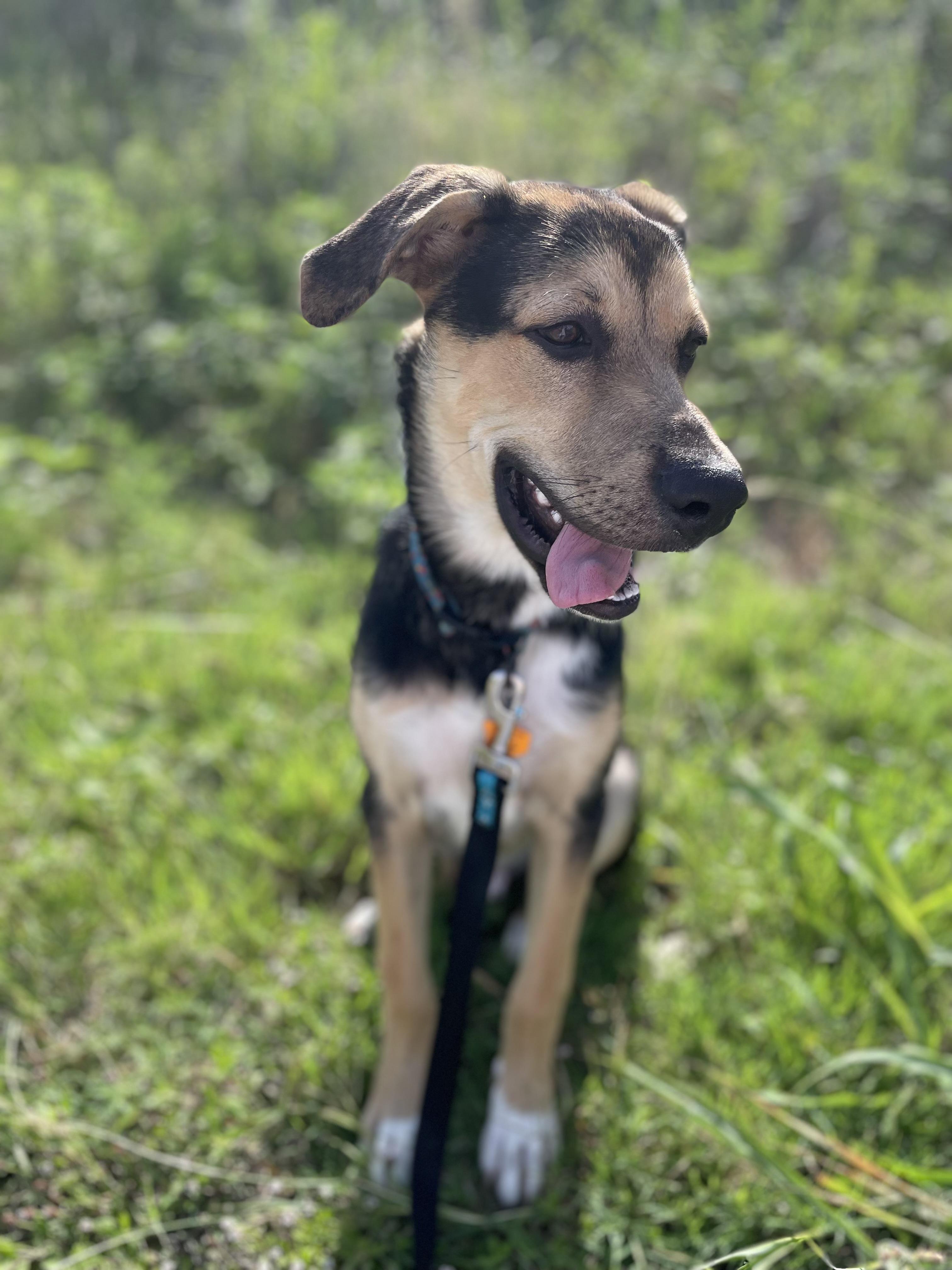 Enlarge Peewakee, an adopted mixed breed in Pflugerville, TX image 1/5