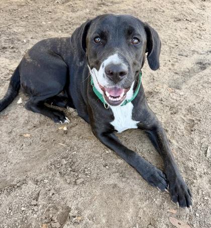 NYX, a ADOPTABLE mixed breed in Inverness, FL image 2/3