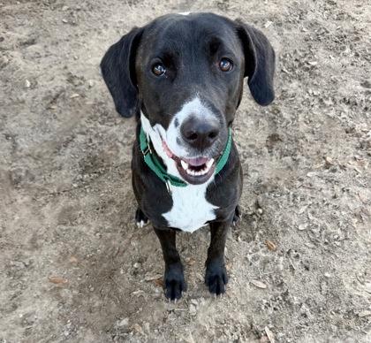 NYX, a ADOPTABLE mixed breed in Inverness, FL image 1/3
