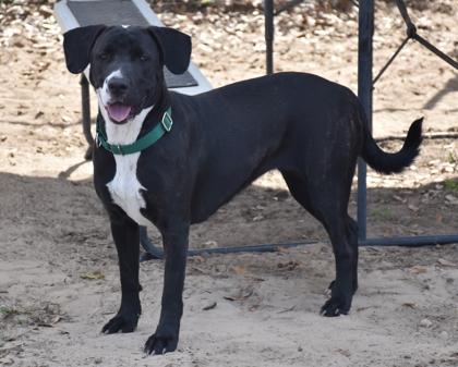NYX, a ADOPTABLE mixed breed in Inverness, FL image 3/3