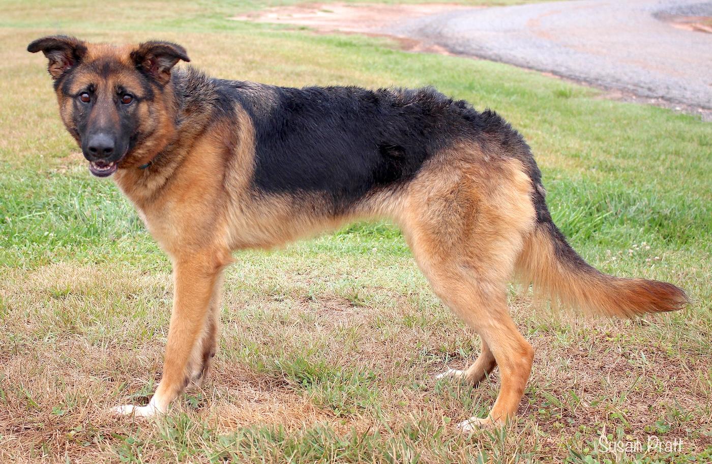 Enlarge Kendra, an adopted German Shepherd Dog in Bedford, VA image 3/3