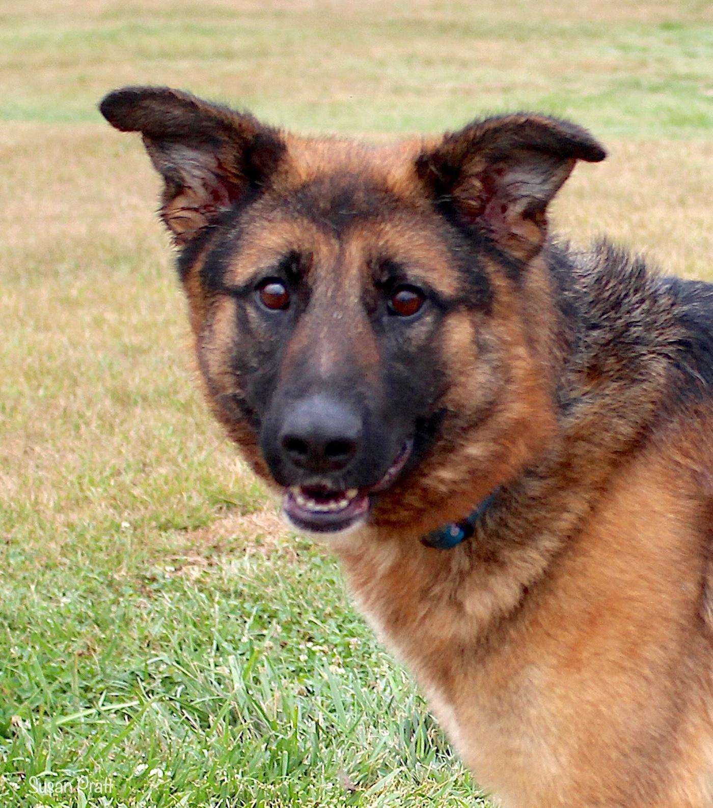 Enlarge Kendra, an adopted German Shepherd Dog in Bedford, VA image 1/3