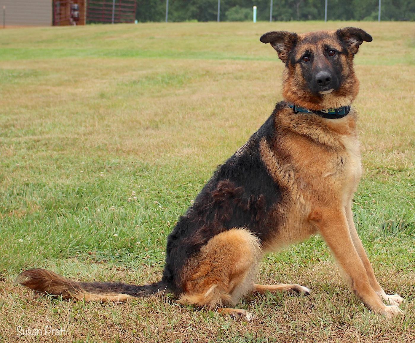 Enlarge Kendra, an adopted German Shepherd Dog in Bedford, VA image 2/3