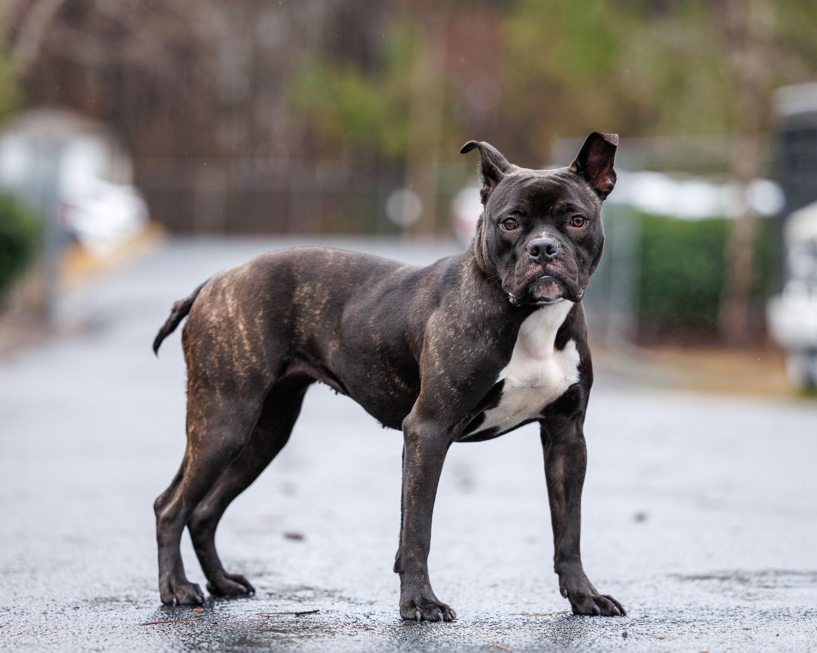Enlarge Pudge, a Adoptable Mixed Breed in Durham, NC image 1/3