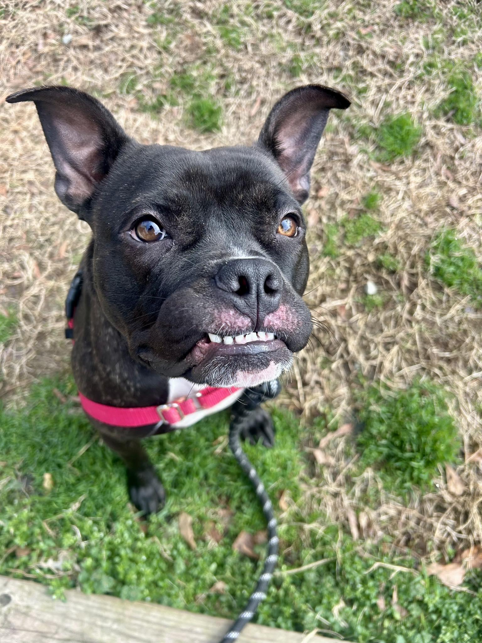 Enlarge Pudge, a Adoptable Mixed Breed in Durham, NC image 2/3