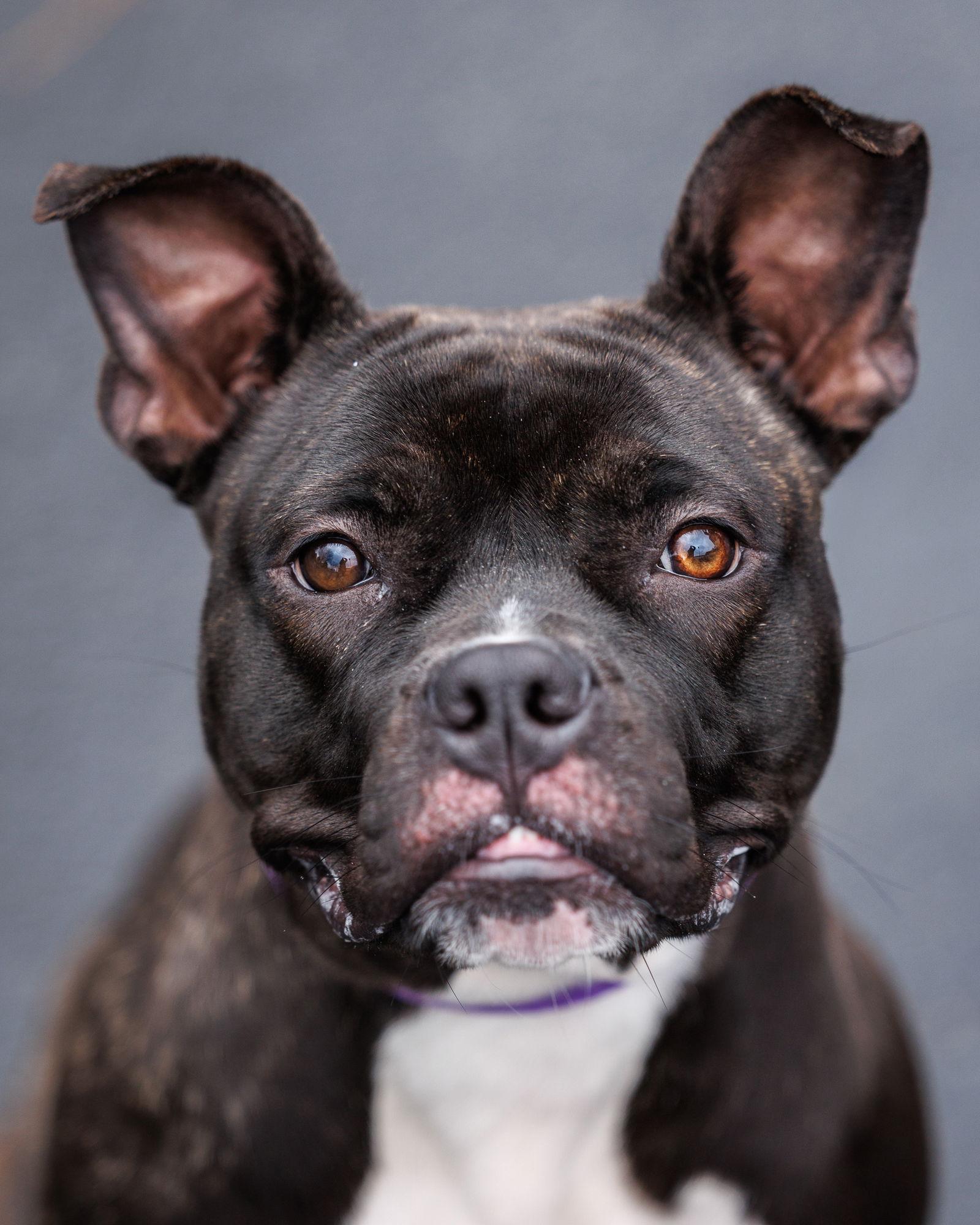 Enlarge Pudge, a Adoptable Mixed Breed in Durham, NC image 3/3