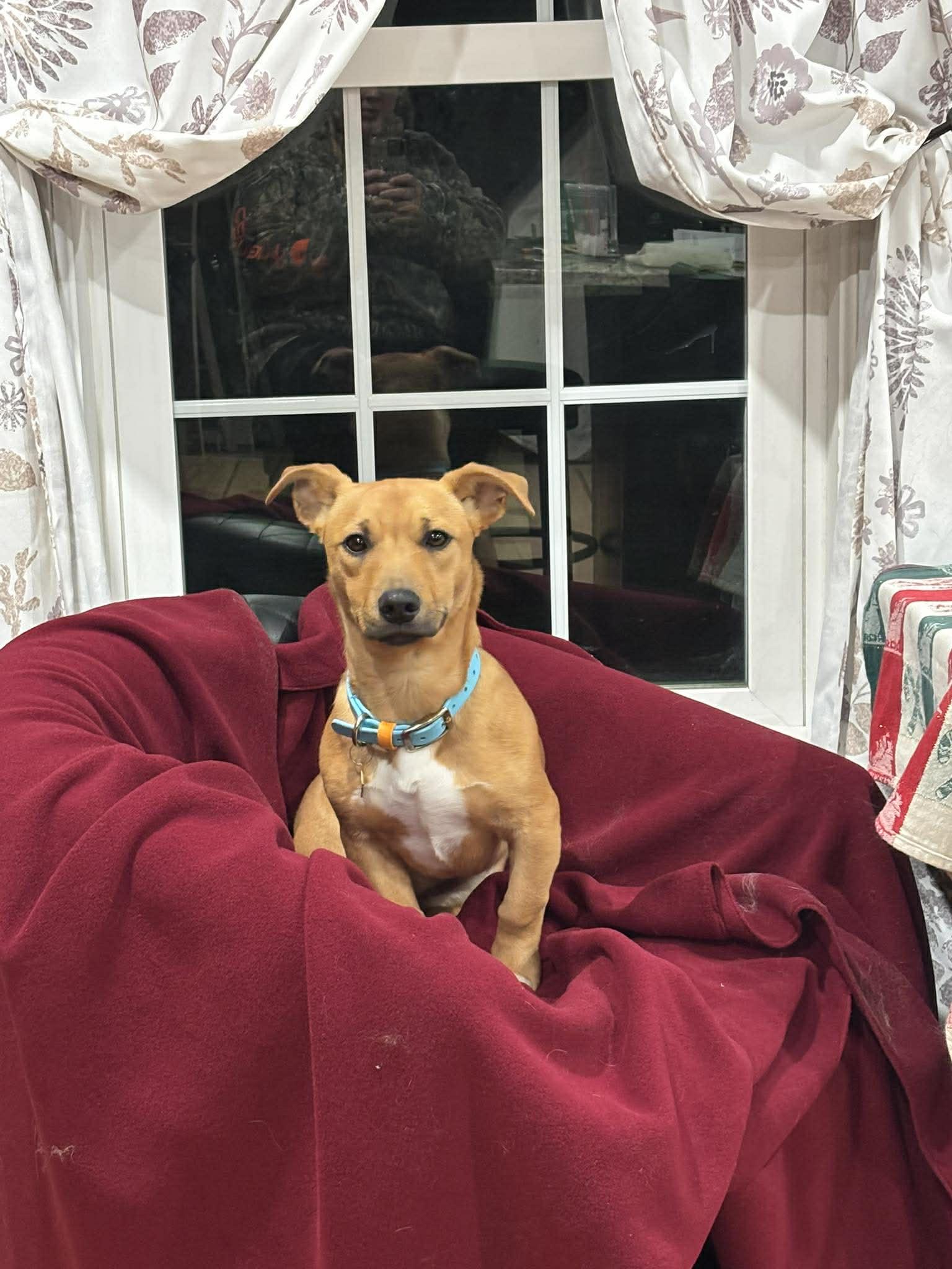 Enlarge Lola, an adopted mixed breed in Portsmouth, NH image 3/6