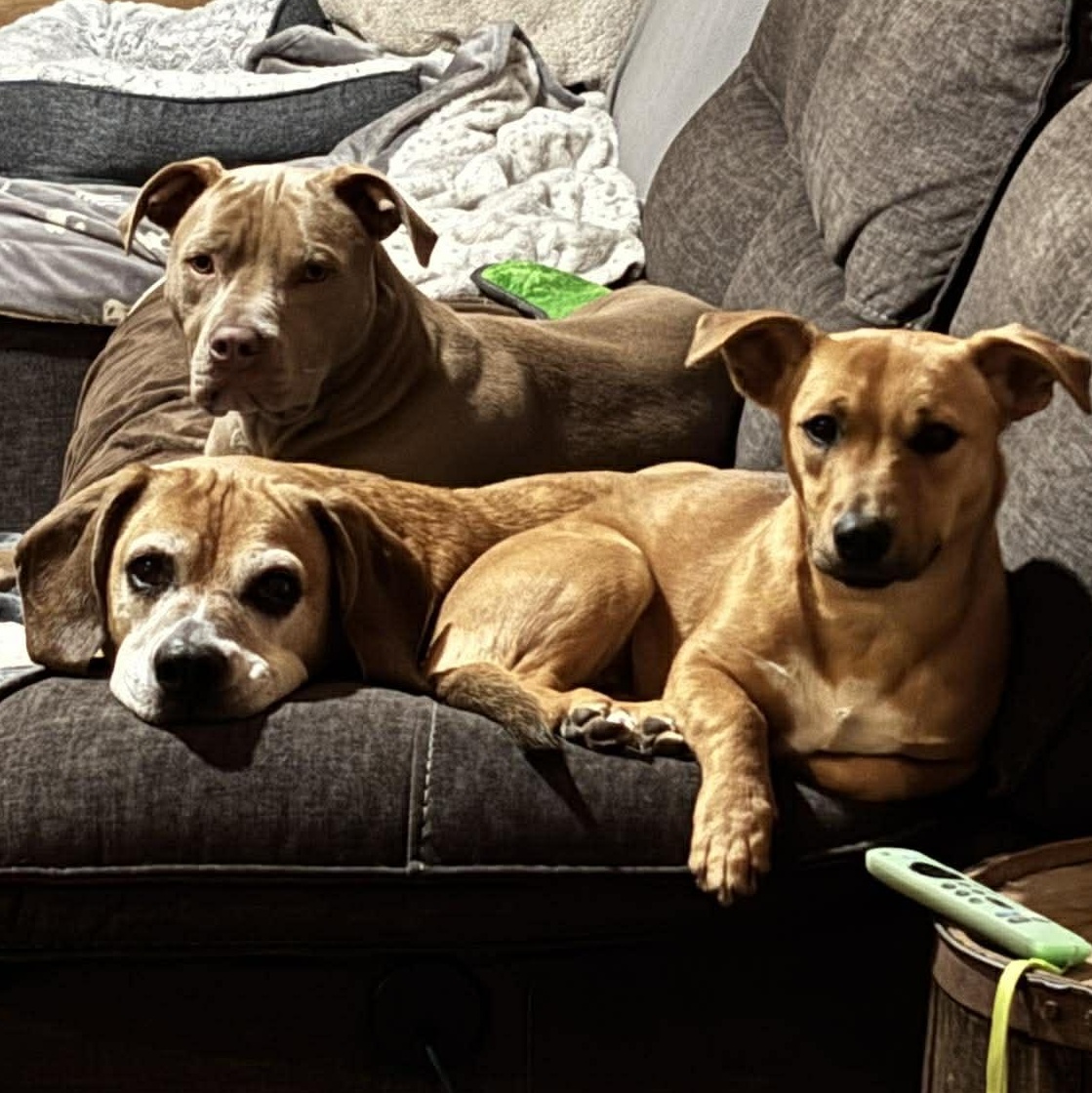 Enlarge Lola, an adopted mixed breed in Portsmouth, NH image 2/6