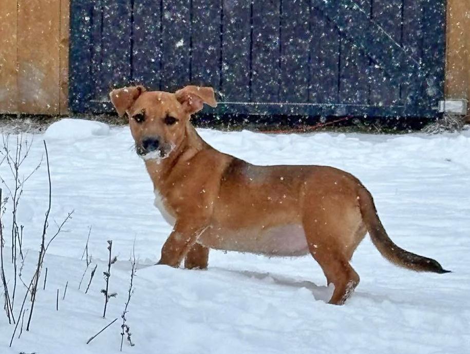 Enlarge Lola, an adopted mixed breed in Portsmouth, NH image 5/6