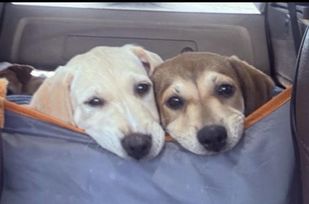 Banana - Golden Lab puppy, Adoptable, Puppy Female Yellow Labrador Retriever & Golden Retriever.
