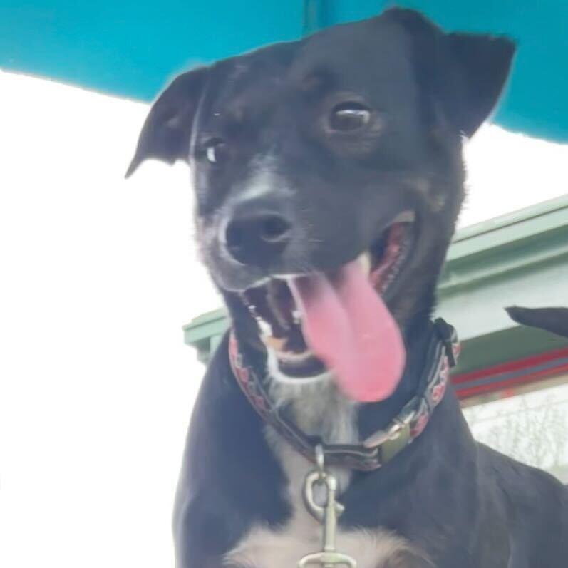 Wookie, Adoptable, Young Male Shepherd & Mixed Breed.