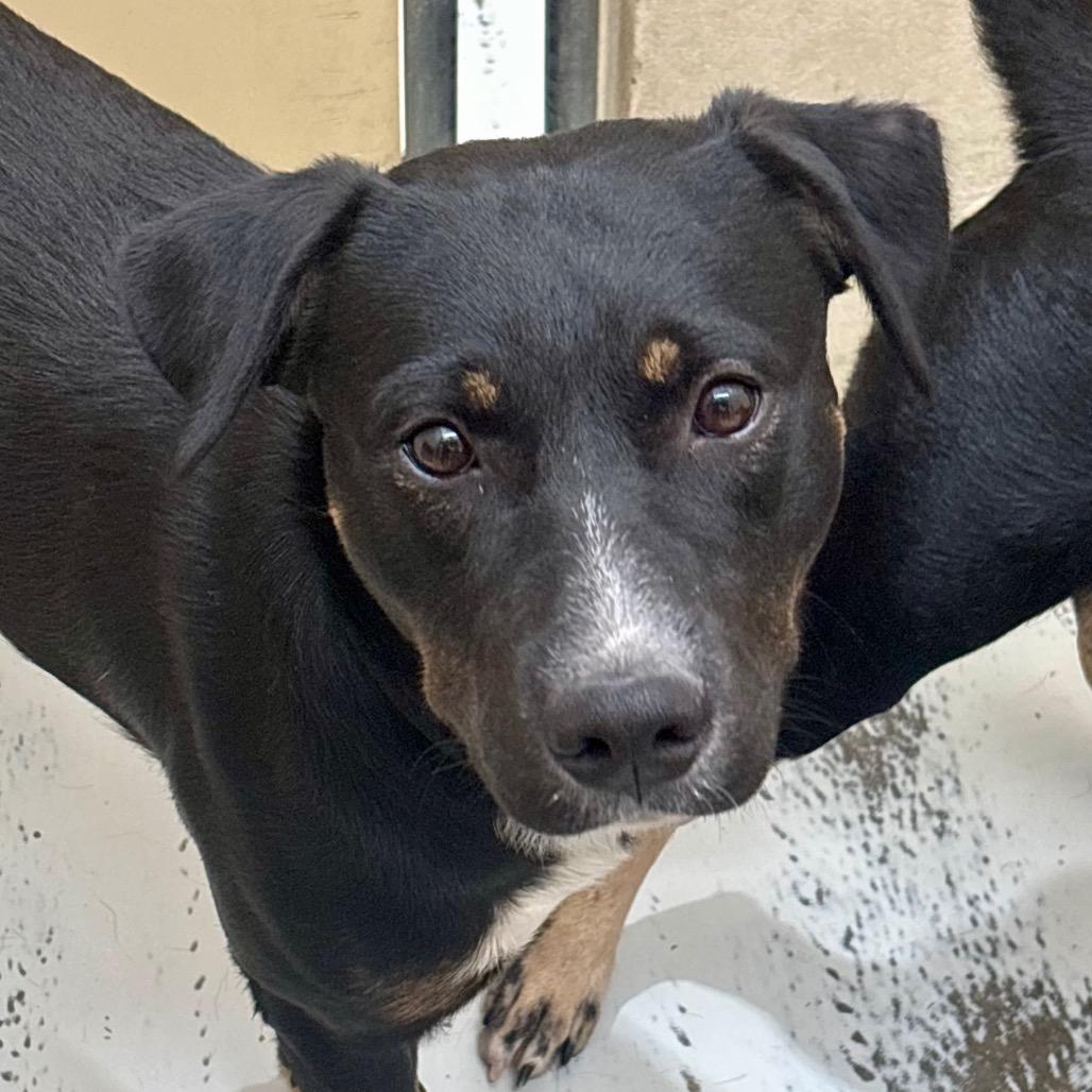 Enlarge Wookie, a Adoptable mixed breed in Evansville, IN image 1/2