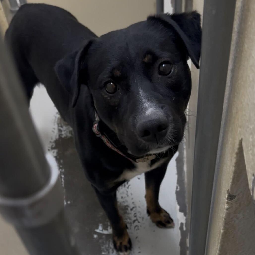 Wookie, a Adoptable mixed breed in Evansville, IN image 4/6