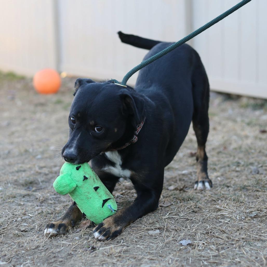 Enlarge Wookie, a Adoptable mixed breed in Evansville, IN image 2/2