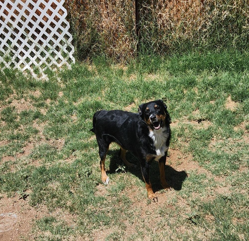 Maggie AZ, Adoptable, Adult Female Australian Shepherd.