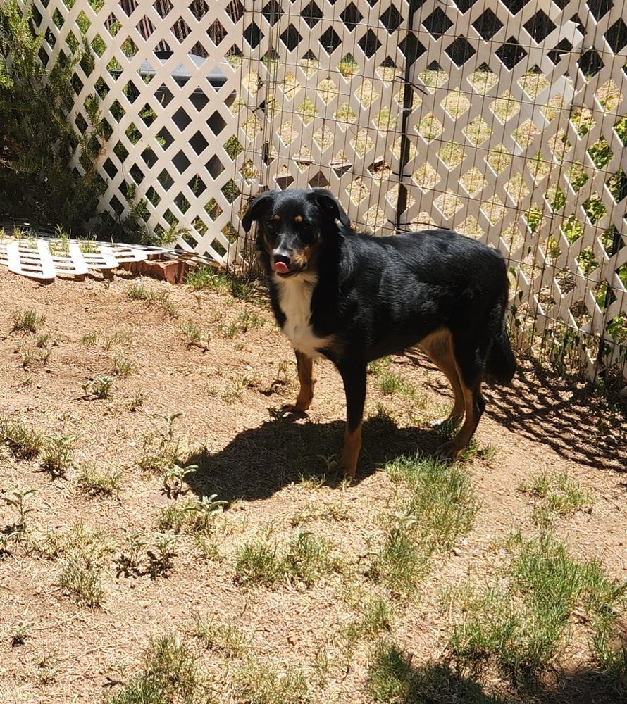 Maggie AZ, a Adoptable mixed breed in Tucson, AZ image 2/3