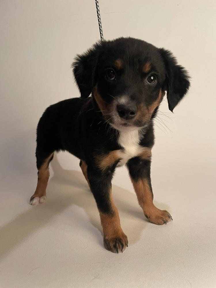 Maggie AZ, a Adoptable mixed breed in Tucson, AZ image 3/3